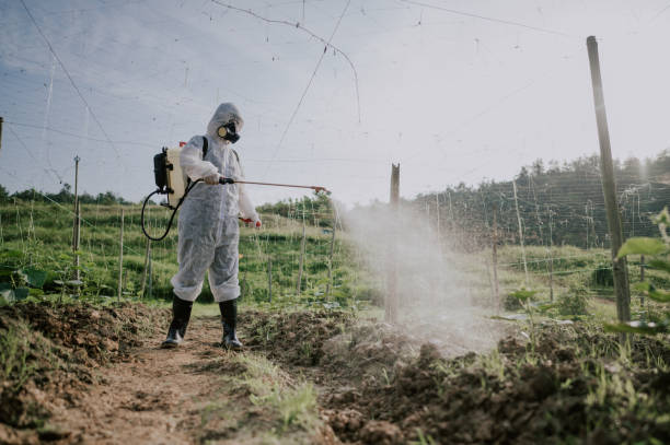 Best Affordable Pest Control Services  in White Sulphur Springs, MT