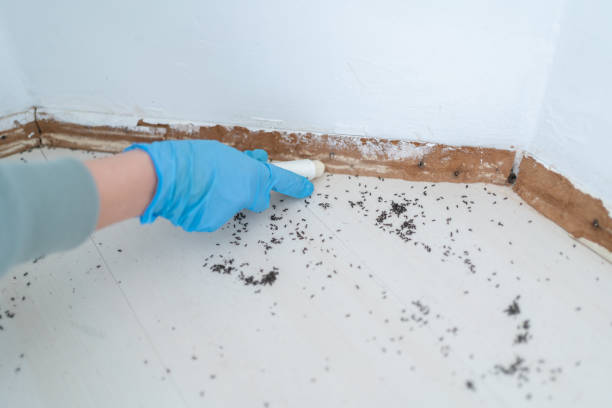 Best Ant Control Services  in White Sulphur Springs, MT