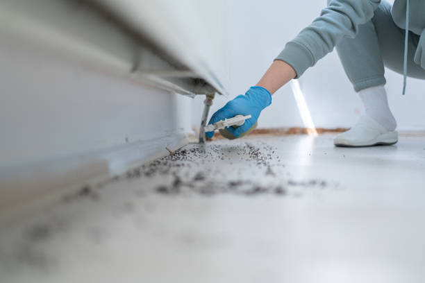 Best Pest Control Near Me  in White Sulphur Springs, MT